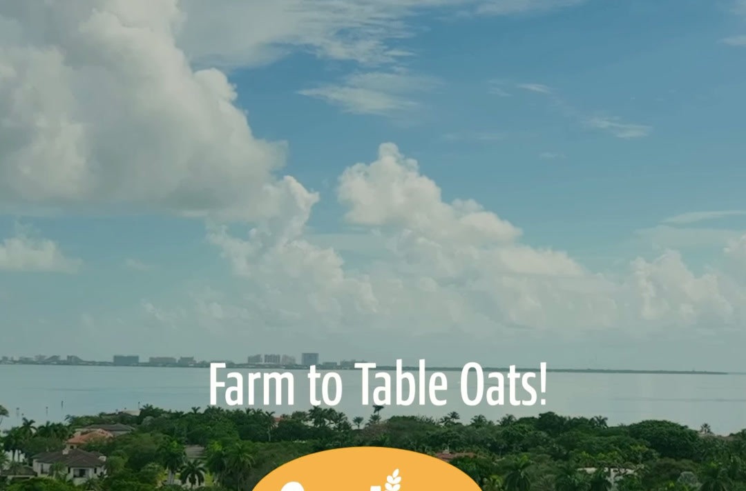 Farm to table oats, the Avelina fields