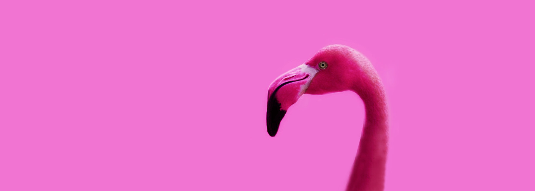 The flamingo